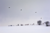 Crows over Farm Land