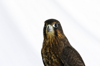 Apple 3 - Female Aplomado Falcon