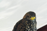 Hawk at Medieval Fair in France