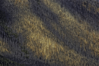 Light on Burnt Forest - Banff 2008